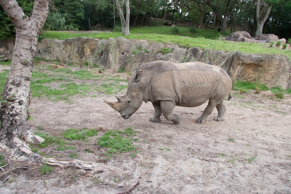 IMG_6789.jpg - White rhinoceros.